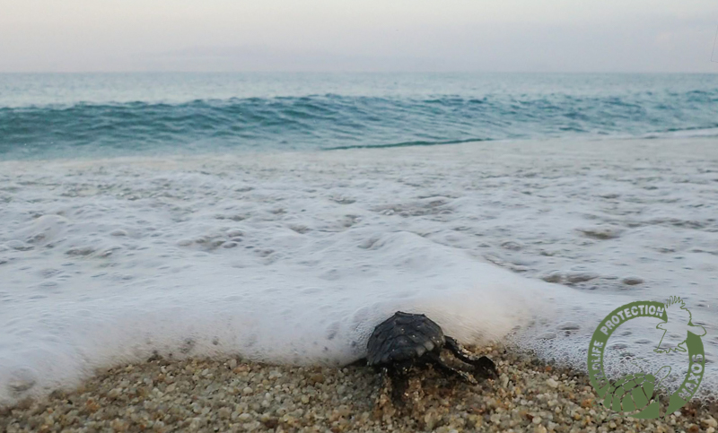 Γεννητούρια για δεκάδες χελωνάκια στο Αλυκό Νάξου (video)